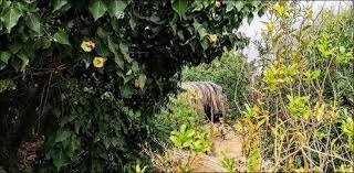 https://earthpk.com/wp-content/uploads/2020/02/First-phase-of-‘Karachi-Urban-Forest’-project-kicks-off-1.jpg