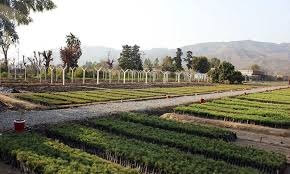 https://earthpk.com/wp-content/uploads/2020/02/Tree-plantation-campaign-of-over-4.5mn-saplings-launched-in-Shangla.jpg